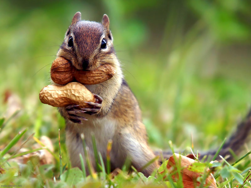Can you market to squirrels?